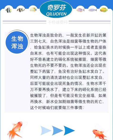 鱼缸水质浑浊处理技巧全解析