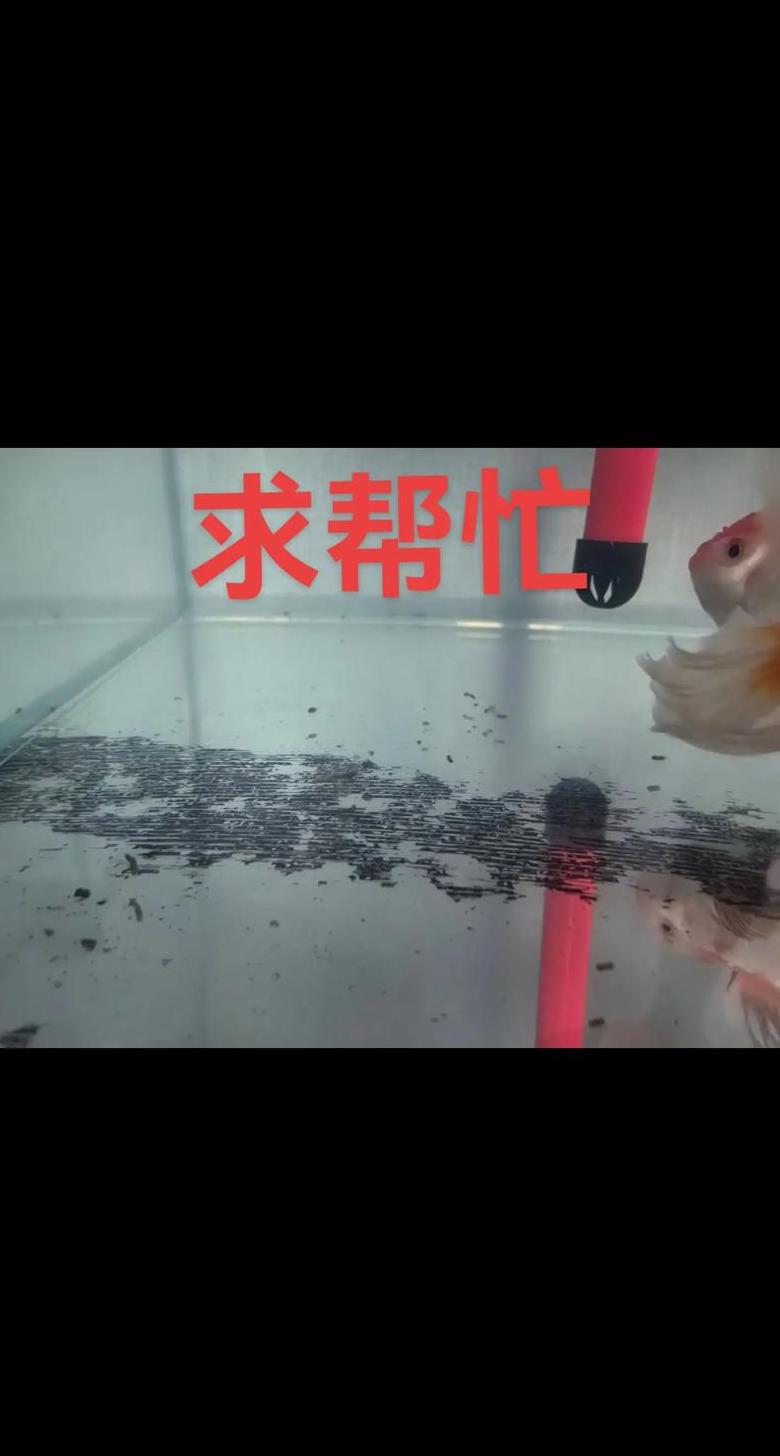 硝化细菌：揭秘其在鱼缸清洁与生态平衡中的关键作用