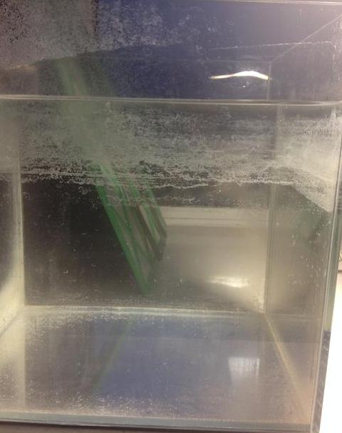 鱼缸壁上绒毛清理指南及原因分析