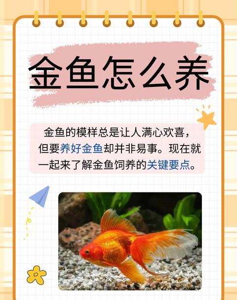 小金鱼食谱全解析：活食、植物与合成饲料的合理搭配