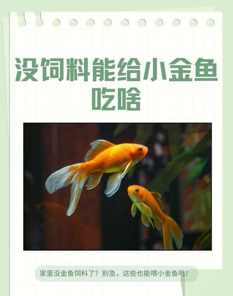 15-20厘米金鱼喂食指南：一次喂多少粒？