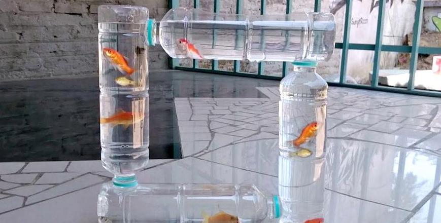 金鱼粪便处理与水质保持指南