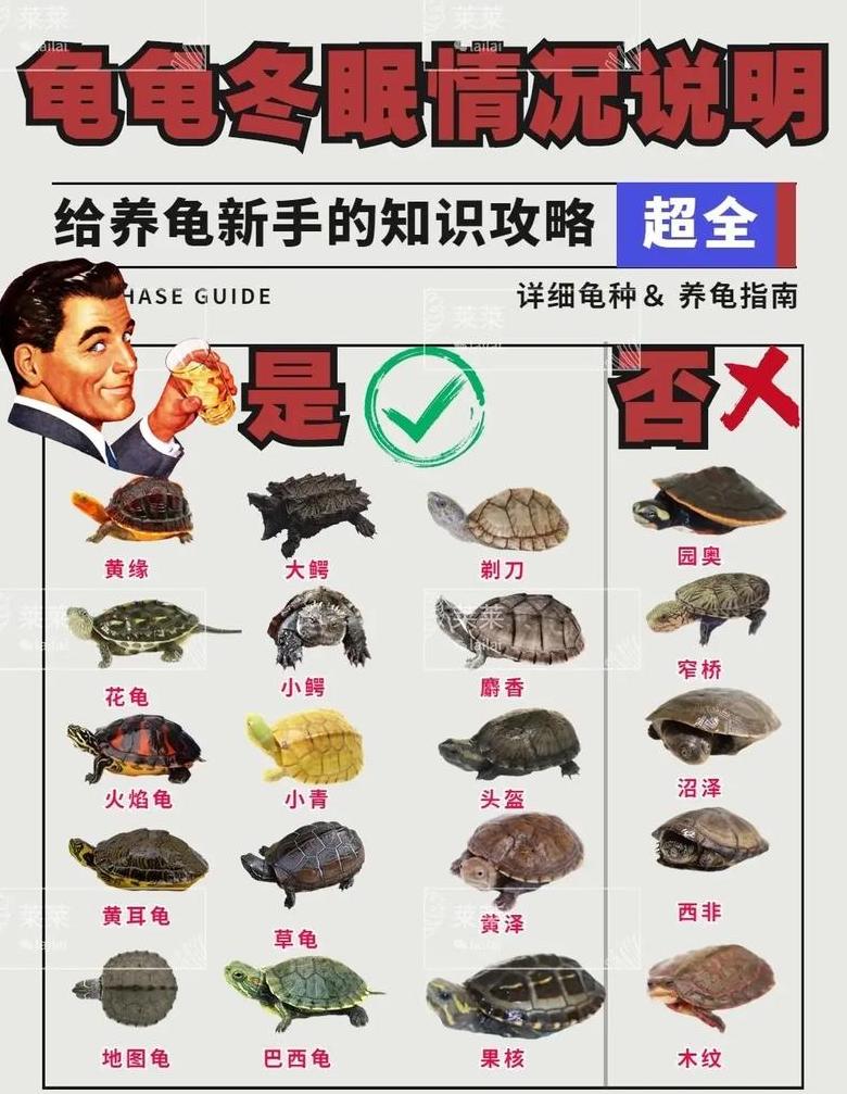 龟风水养殖：了解最佳数量，旺财又吉利