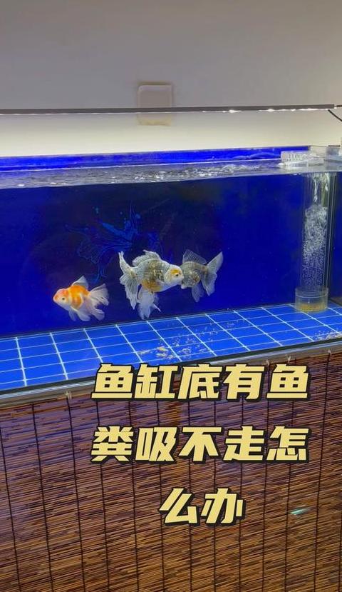 鱼缸溢流面积大吸力弱？揭秘原因及解决之道