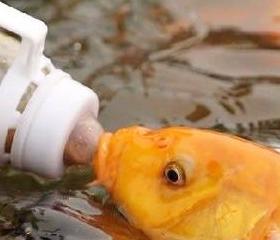 金鱼食谱揭秘：除了鱼食，还能吃什么？