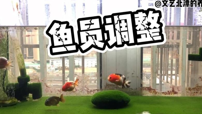 兰寿鱼养殖技巧：起头时间与养殖要点