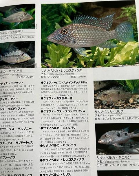 热带鱼水草选择指南