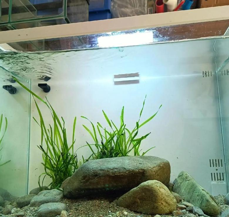 水草种植与换水技巧全解析