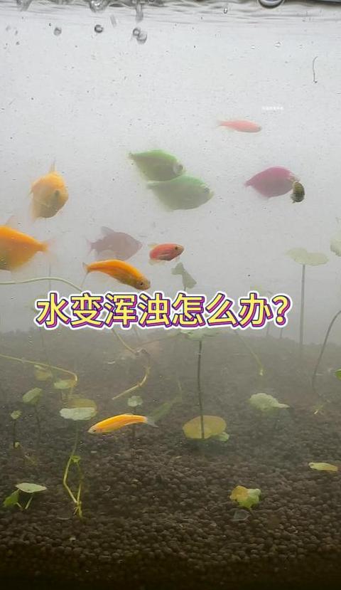热带鱼水浑浊处理攻略，水质改善指南