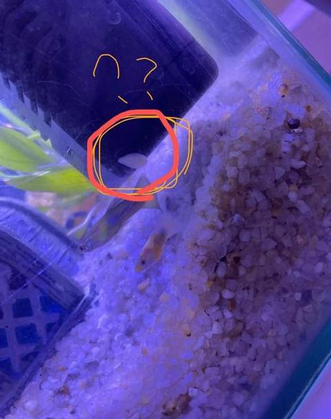 鱼缸过滤棉黑虫处理与水质保持小技巧