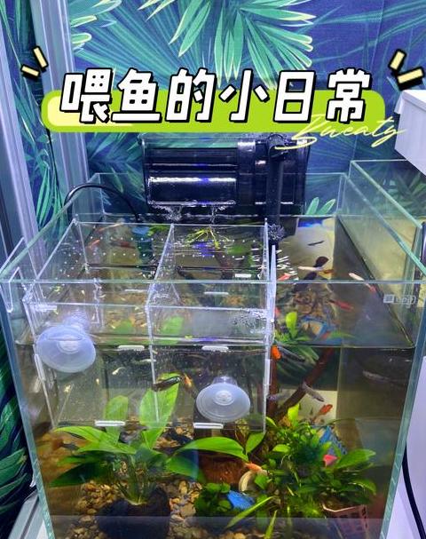 孔雀鱼小鱼苗养殖攻略全解析