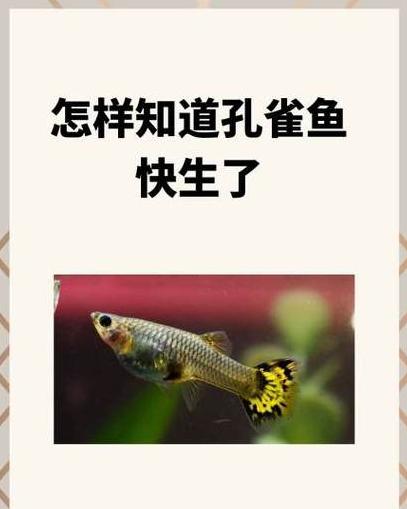 观赏鱼繁殖技巧：如何判断鱼要生小鱼及米奇鱼繁殖前兆