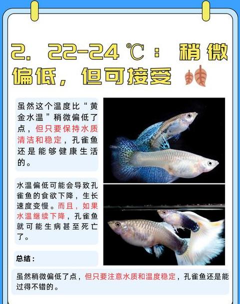 孔雀鱼养殖指南：鱼缸容量与数量选择
