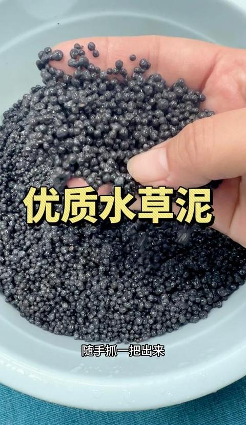 铜钱草水培技巧，轻松养出爆盆效果