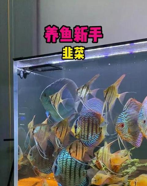 鱼缸粪便处理攻略：物理与生物清洁法