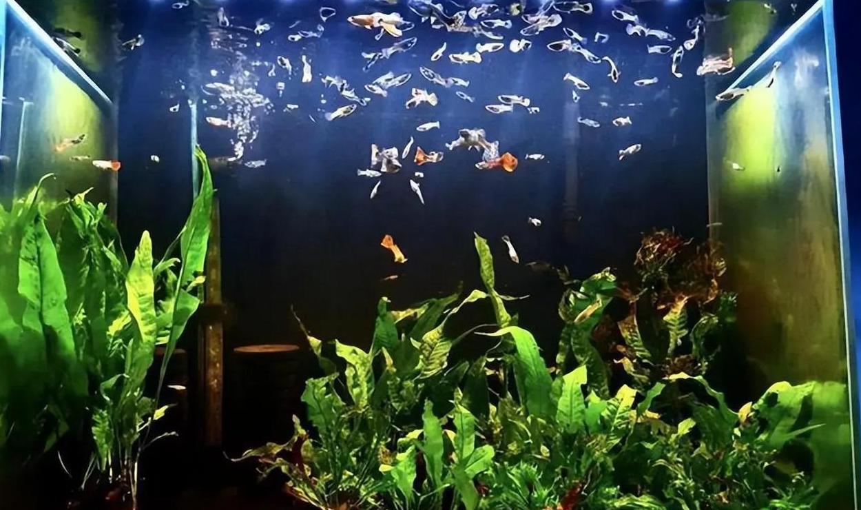 孔雀鱼最佳水草推荐：打造美丽鱼缸环境