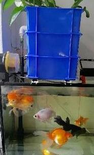 金鱼风水：单数养殖吉利的秘密