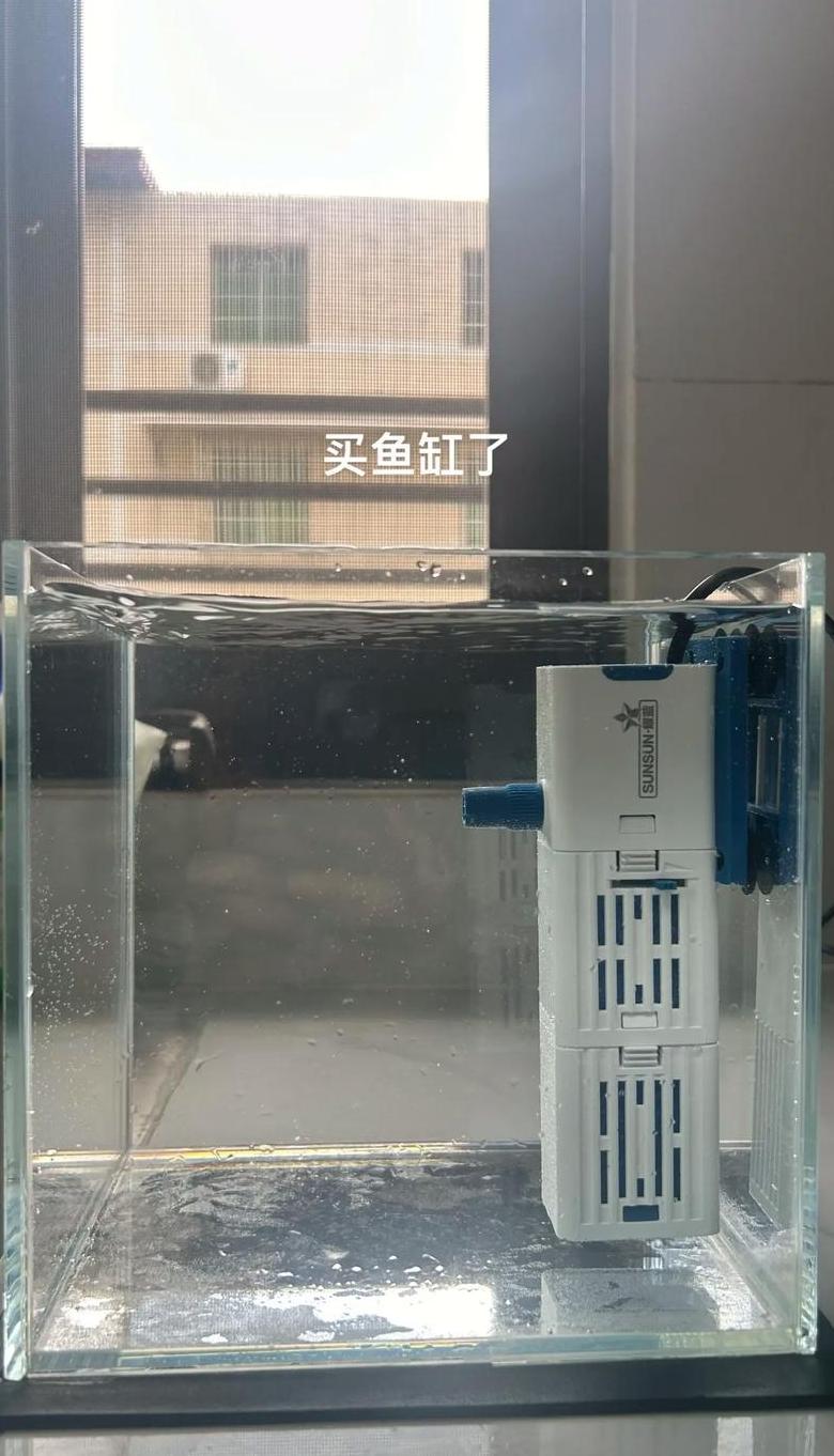 30cm圆鱼缸养鱼指南：数量与漂浮水草选择