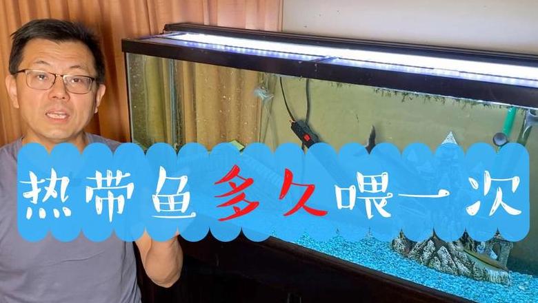 热带鱼喂食频率指南