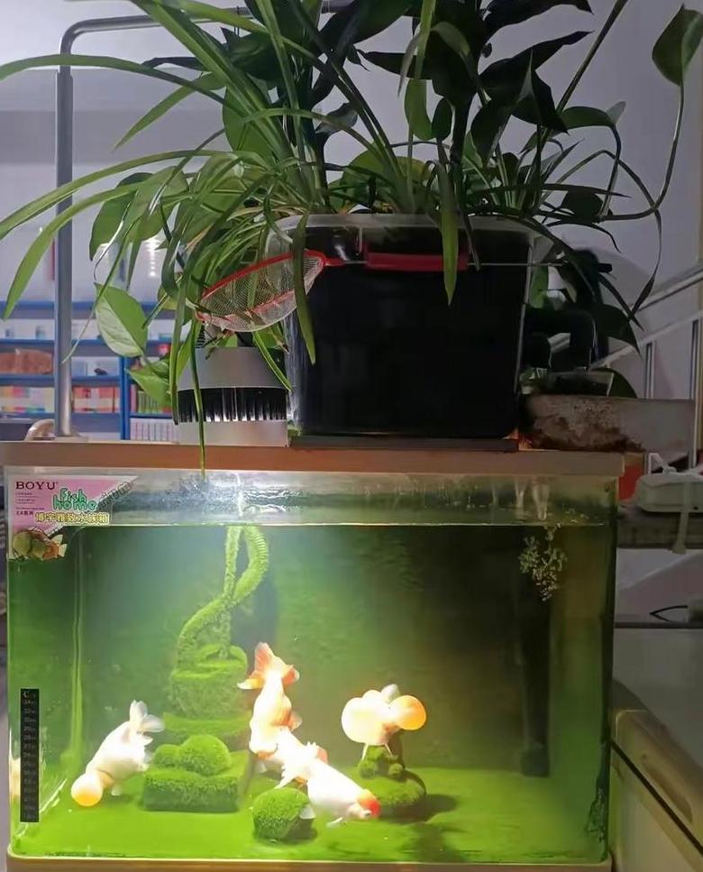 鱼缸水变白浑浊原因及解决方法