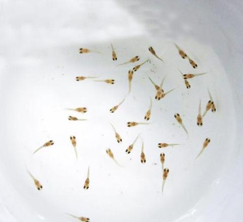 热带鱼产子前的关键征兆及应对指南
