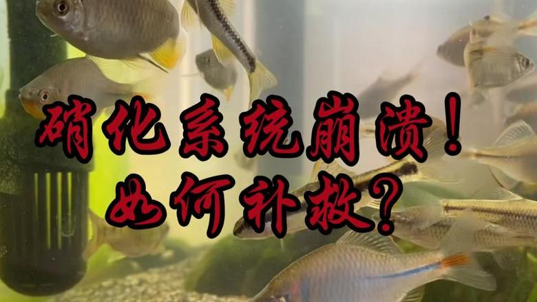 鱼缸硝化细菌崩溃急救指南
