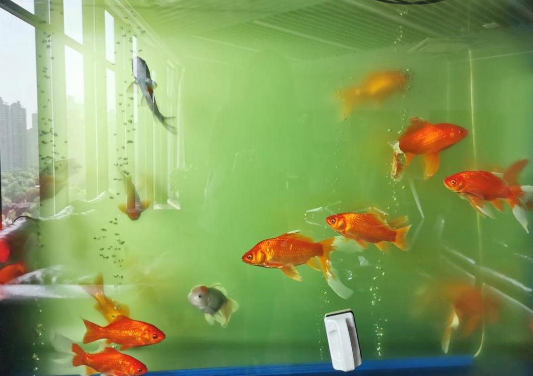 鱼缸水速变绿原因及应对方法