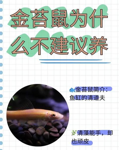 金苔鼠：不宜养于鱼缸的四大原因