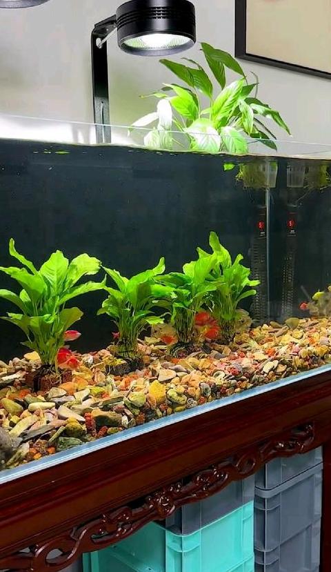 鱼缸水草选择指南：热带鱼缸适宜水草盘点