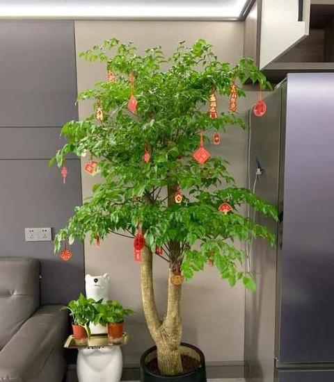 大门附近种树指南：旺财镇宅好树推荐