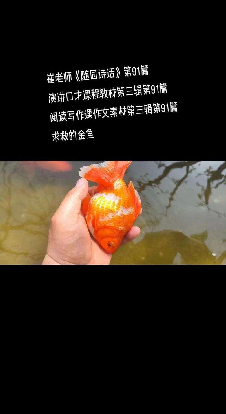 金鱼沉底不动原因及解决方法全解析