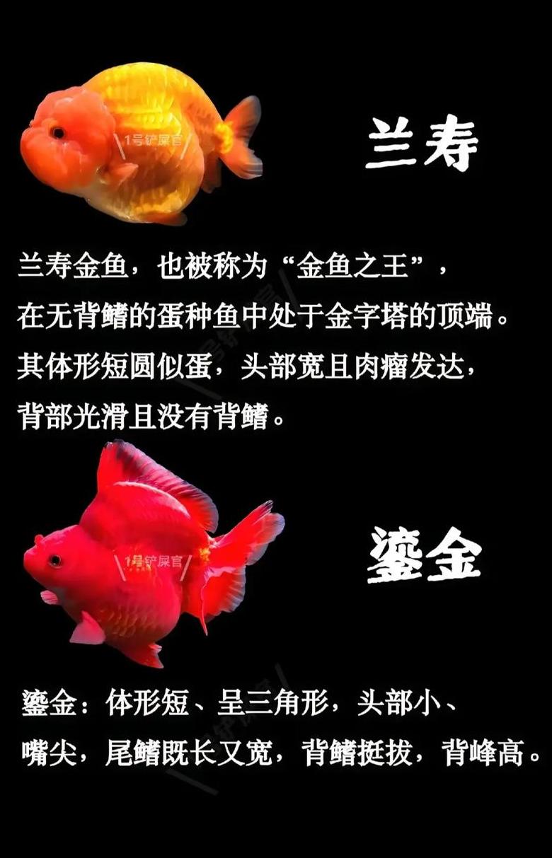 兰寿金鱼繁殖时间及注意事项