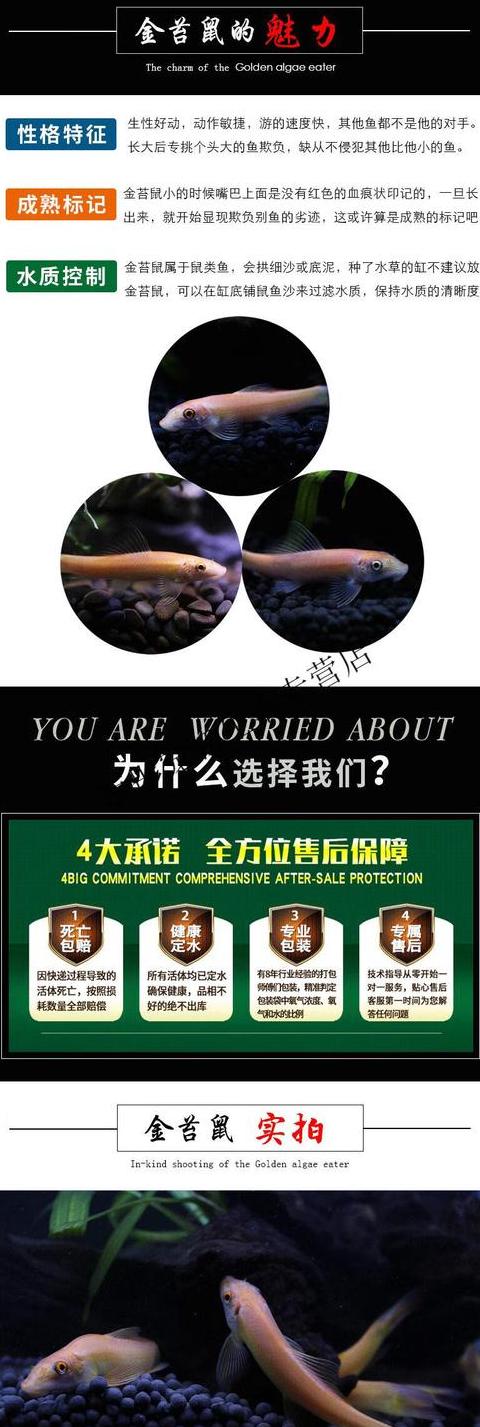 成年金苔鼠鱼适合与哪些鱼混养？