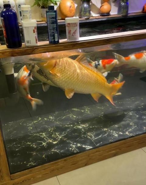 1.5米鱼缸养锦鲤指南：数量与注意事项