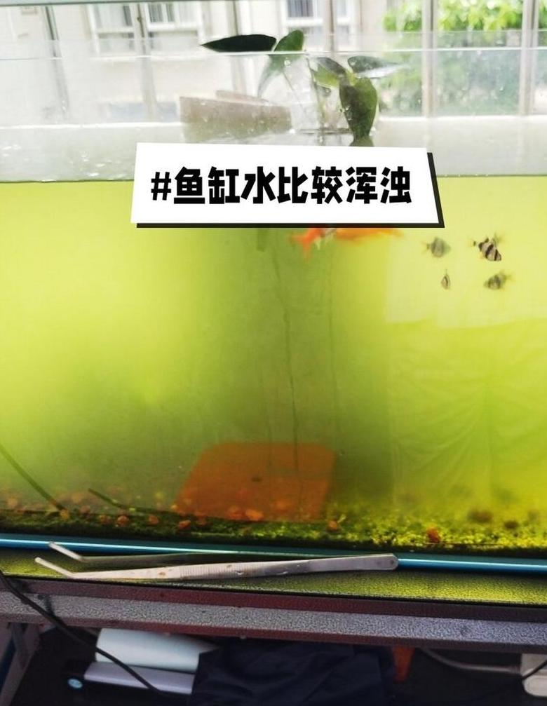 鱼缸水质浑浊解决技巧：轻松恢复清澈透明