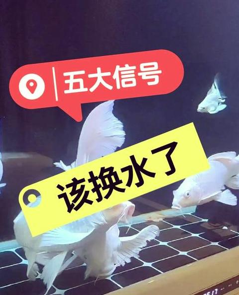 鱼缸一年不换水？水质管理要点揭秘