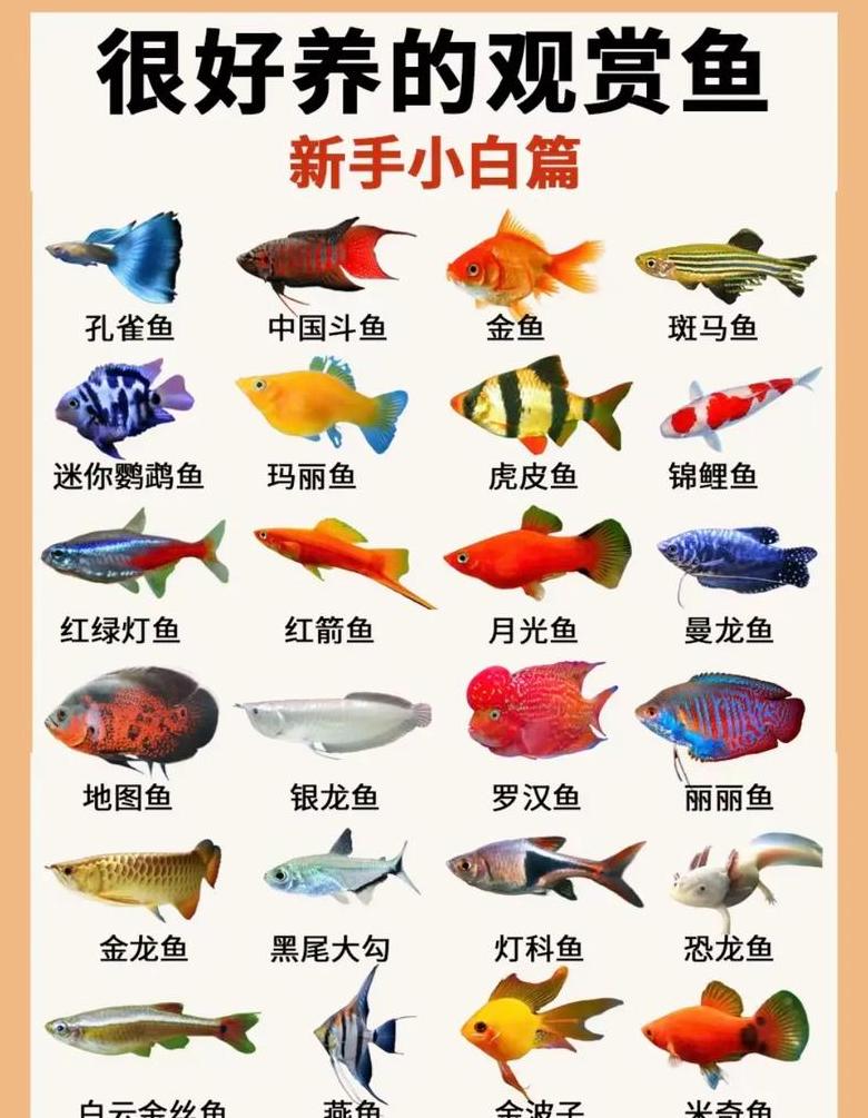 养鱼单数好还是双数？揭秘鱼类风水与幸福之道