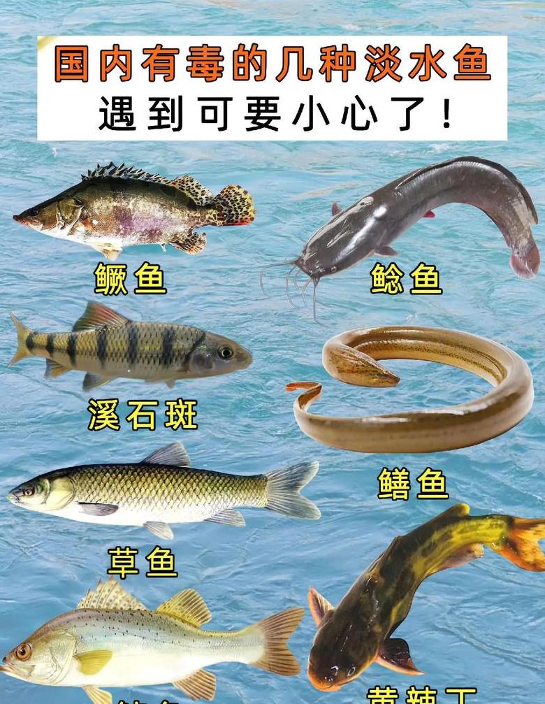 观赏鱼养殖全攻略：技术要点与注意事项详解