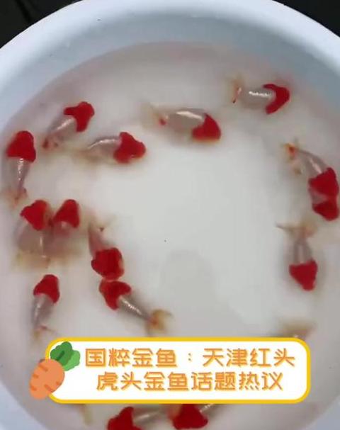 冬季金鱼喂食指南：频率与饲料选择