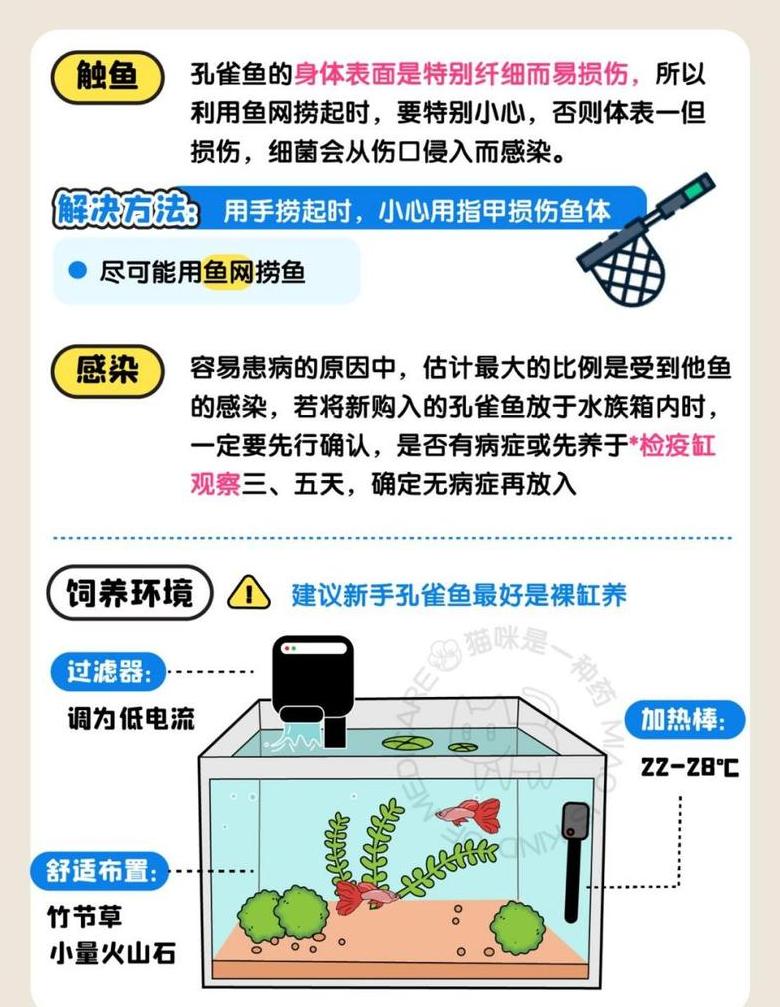 热带鱼养殖指南：科学饲养与养护技巧