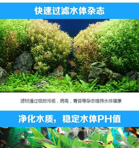 鱼缸过滤棉更换指南：硝化细菌与材料选择全解析