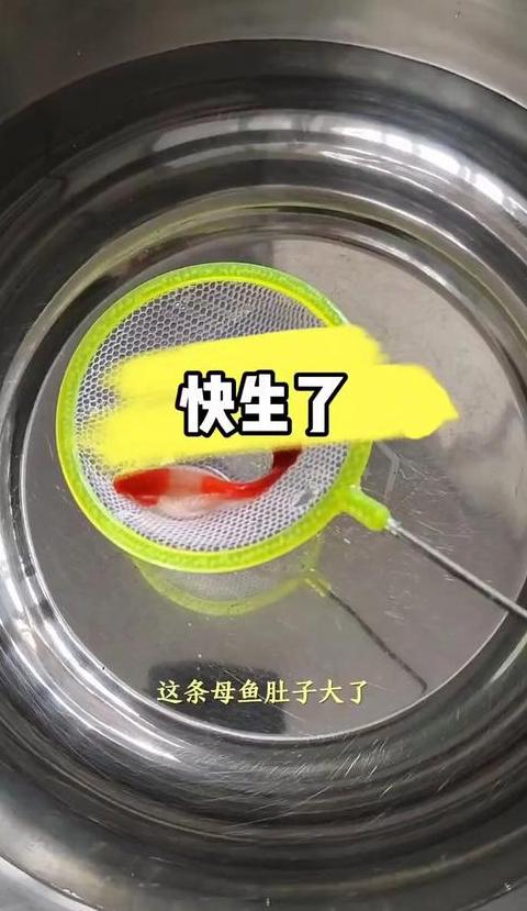 孔雀鱼产前症状及饲养技巧