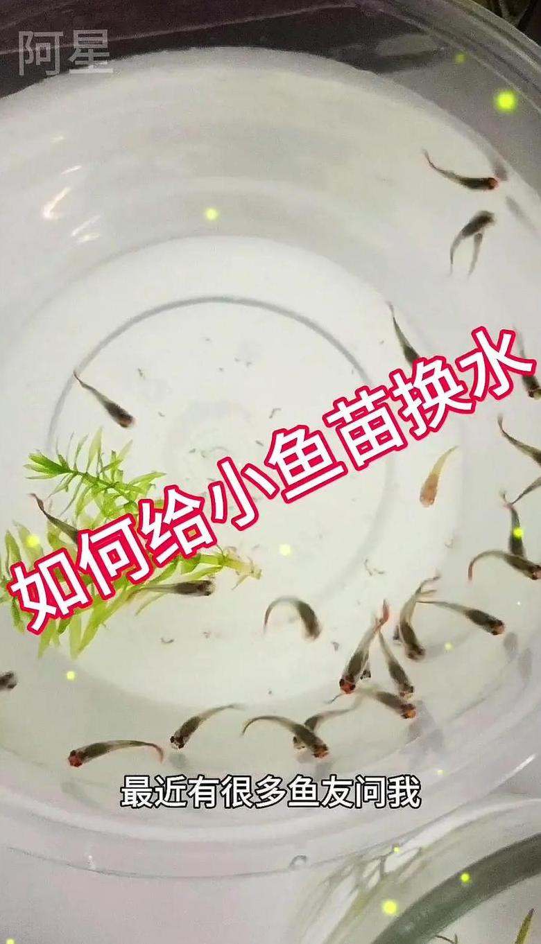 1357养鱼法：养鱼日常管理的实用指南