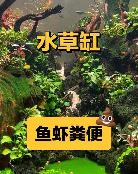 鱼缸清洁指南：轻松处理鱼粪保持水质