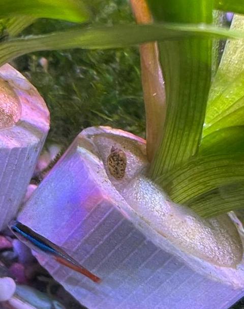 鱼缸螺虫处理及养殖技巧指南