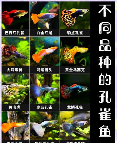 孔雀鱼最佳喂食指南：蛋白质丰富食物推荐