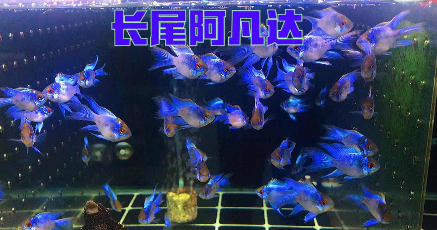 热带鱼推荐：游速快的小型鱼种及养护技巧