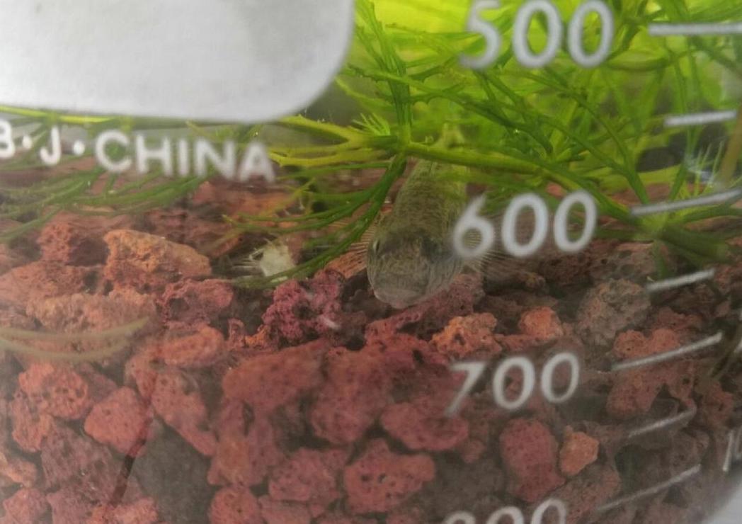 养鱼口诀一三五七揭秘