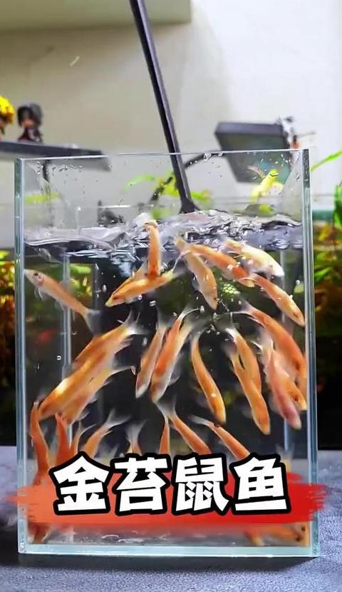 金苔鼠鱼为何不适合草缸养殖？
