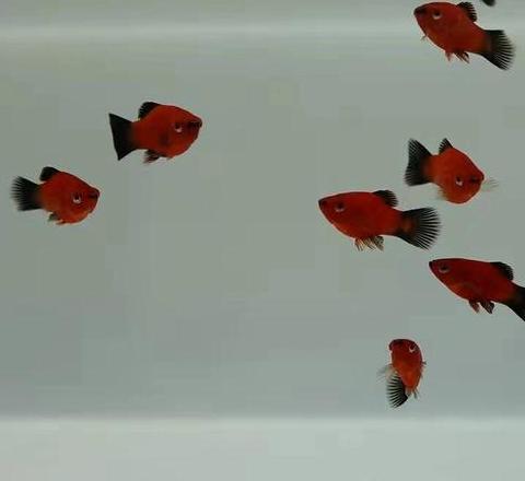 热带卵胎生鱼品种盘点